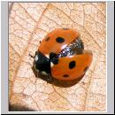 Coccinella septempunctata - Siebenpunkt 14.jpg